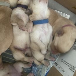 Labrador Retriever Puppies from Daisy Hill Farm