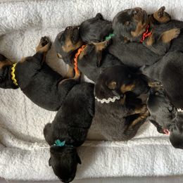 Rottweiler Puppies from Asphodel Rotweilers