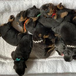 Rottweiler Puppies from Asphodel Rotweilers