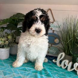 Fendi - Black and white male Bernedoodle puppy in Gilbert, Arizona from The Berne Barn... it’s a Doodle thing!
