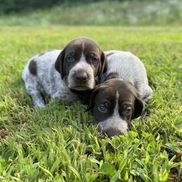 German Shorthaired Pointer Puppies from Thunder Mountain Gun Dogs