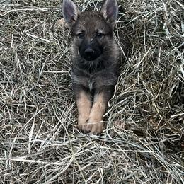 German Shepherd Puppies from Outlier Kennel