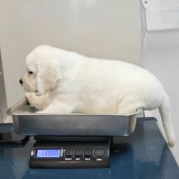 Labrador Retriever Puppies from ROCK CREEK LABRADORS