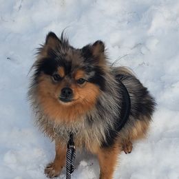 Diamond - Pomeranian
