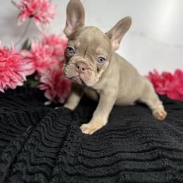 Girl 3 - Liver female French Bulldog puppy in Alexandria, Virginia from Boss Lady Kennel