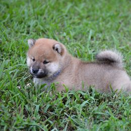 Shiba Inu and Siberian Husky Puppies from Rita Montgomery