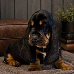 Robert - Blue collar - Black brown and white male Basset Hound puppy in Edmonton, Kentucky from RiverBottom Bassets
