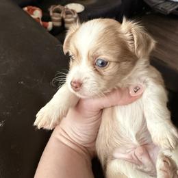 Light Merle - Merle male Chihuahua puppy in Sherwood, Arkansas from Bartelt Breeders