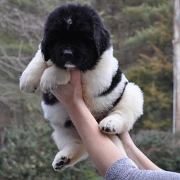 Newfoundlands from Iceberg Newfounlands
