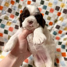 Star - Brown and white female Cocker Spaniel puppy in Delphi, Indiana from Benchmark Cockers