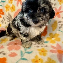 Max - Blue merle male Aussiedoodle puppy in Howe, Oklahoma from Cuddly Cavapoos