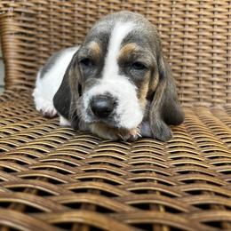 Boy 3 - Blue tan and white male Basset Hound puppy in Mount Carmel, Pennsylvania from Coal Region Bassets