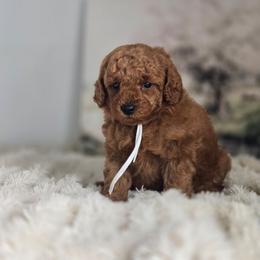 Chip - Red  male Goldendoodle puppy in Newdale, Idaho from Canyon Creek Puppies