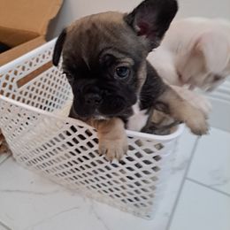 French Bulldog Puppies from Melvin's Frenchies