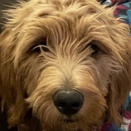Ruby - Goldendoodle
