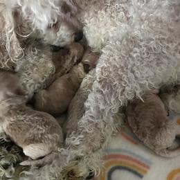 Poodle Puppies from Ines Ojeda's Poodles