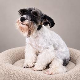 Bailey - Miniature Schnauzer