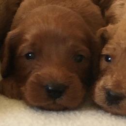 Male 3 - male Cavapoochon puppy in Fredericksburg, Ohio from Timshell Farm Specialty Crossbreed Puppies
