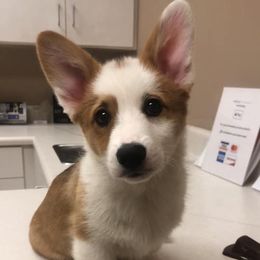 Pembroke Welsh Corgi Puppies from Tri-Star Stock Farm