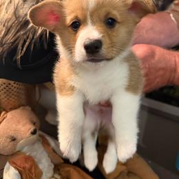 Boy 4 - Red male Pembroke Welsh Corgi puppy in Ridgeland, South Carolina from FOF Lowcountry Corgis