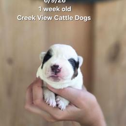 Girl 3 - Blue mottled female Australian Cattle Dog puppy in Monroe, North Carolina from Creek View Cattle Dogs