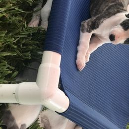 Whippet Puppies from Phoenix Whippets