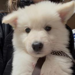Boy 10 - White male German Shepherd puppy in Valley Springs, South Dakota from Von Pasch German Shepherds