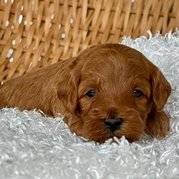 Blue - Red  male Goldendoodle puppy in Hesperia, Michigan from Red Acres Poodles & Doodles
