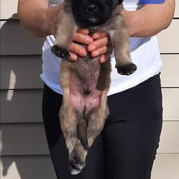 AKC PUP 177 - Fawn male Mastiff puppy in Ava, Missouri from Ozark Mountain Mastiffs