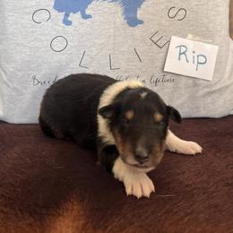 Collie Puppies from A/K Rough Collies