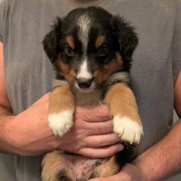 Aussiedoodle, Australian Shepherd, and Golden Retriever Puppies from Hope & Joy Acres