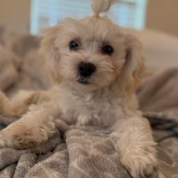 Sky - Maltese