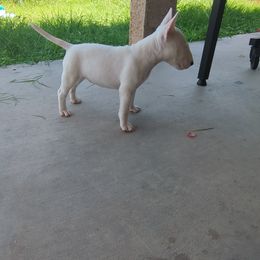 Miniature Bull Terrier Puppies from Desert Desperados