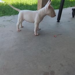Miniature Bull Terrier Puppies from Desert Desperados