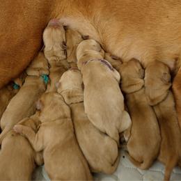Declan - Yellow male Labrador Retriever puppy in Allons, Tennessee from UC Labradors LLC