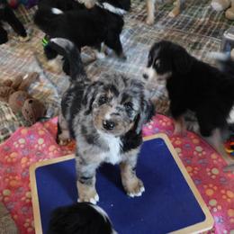 Han Solo - Blue merle male Bernedoodle puppy in Springfield, Missouri from Doodle Dandy Bernedoodles