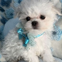Blue (Korea ) - White male Maltese puppy in California from Yorkie & Maltese Royalty