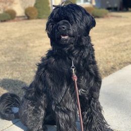 Portuguese Water Dogs from Pastor dePeixes
