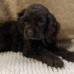 Copper - Brown male Cocker Spaniel puppy in Defuniak Springs, Florida from Anastasia Knight's Cocker Spaniels