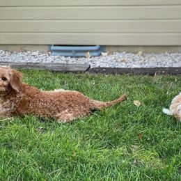 Goldendoodles from Country Kennels