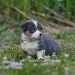 Girl 4 - Blue female Pembroke Welsh Corgi puppy in Ocala, Florida from Dolan Farms Corgis