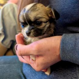 AKC River, 4200.00 - Blue fawn male Chihuahua puppy in Northern, Colorado from Wild Mountain Chihuahuas