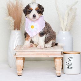 Bernedoodle Puppies from Pawsh Bernedoodles