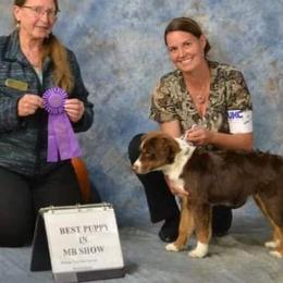 Jolene - Miniature American Shepherd