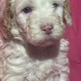 Green collar red parti - Parti female Poodle puppy in S AI Nt Joseph, Missouri from The Poodle Patch