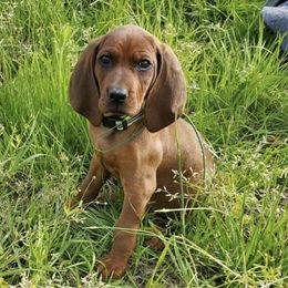 Redbone Coonhounds from Folkvangr