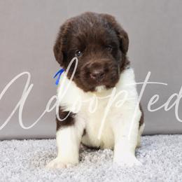 Boy 3 - White and brown male Newfoundland puppy in Dalton, Ohio from Newfforu
