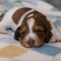 Brock - Piebald male Dachshund puppy in Wichita Falls, Texas from Matilda Jane’s Dachshunds