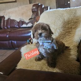 Cavapoochon Puppies from Razberry Meadows