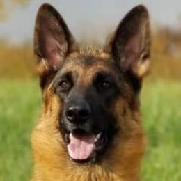German Shepherds from Vacker Warin Engel